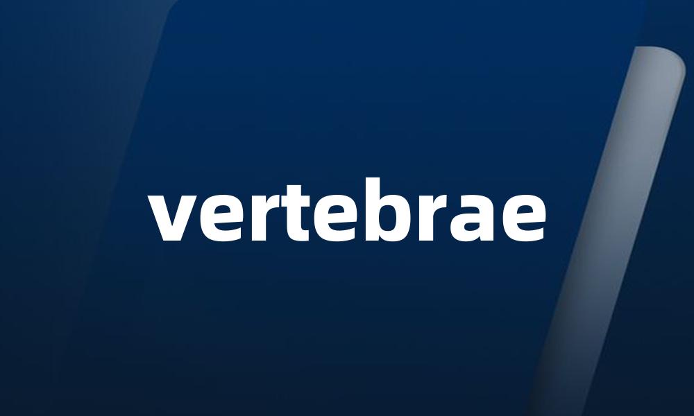 vertebrae