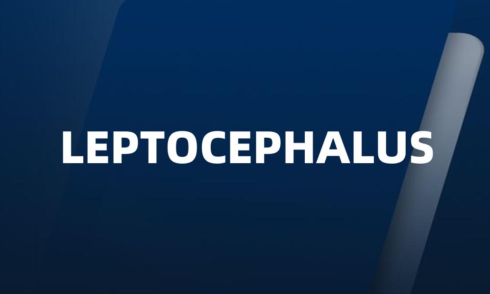 LEPTOCEPHALUS