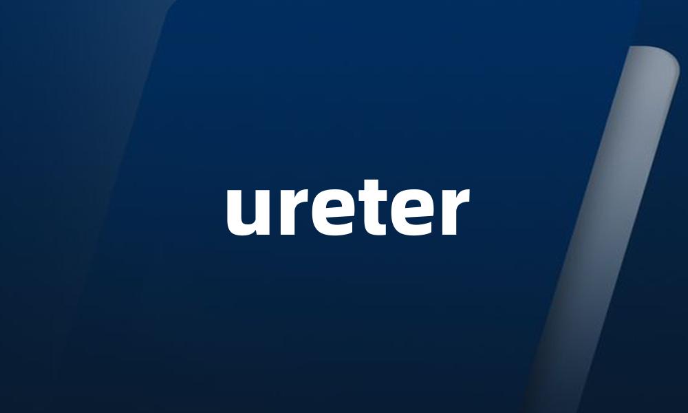 ureter