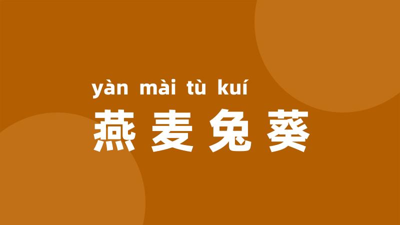 燕麦兔葵