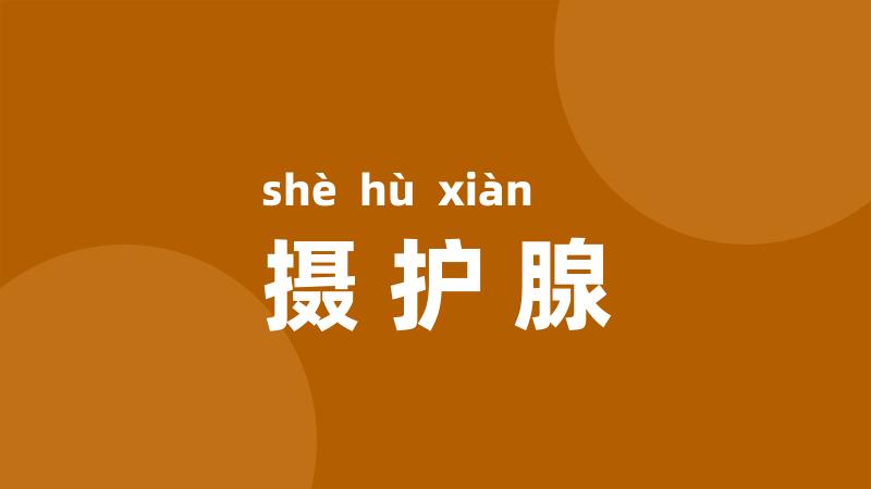 摄护腺