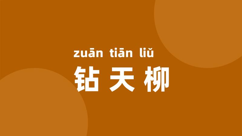 钻天柳