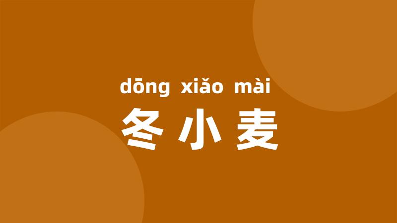 冬小麦